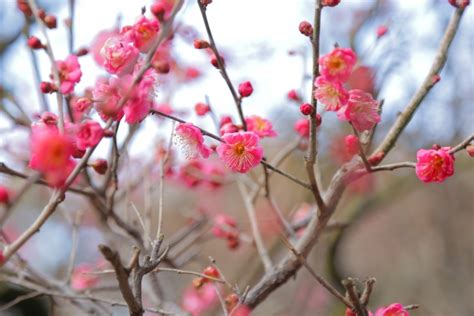 松紅梅風水|縁起物の梅の意味を知っていますか？梅の歴史的意味や効用につ。